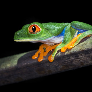 La Selva - Red-eyed tree frog